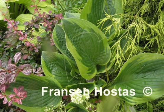 Hosta Unforgettable