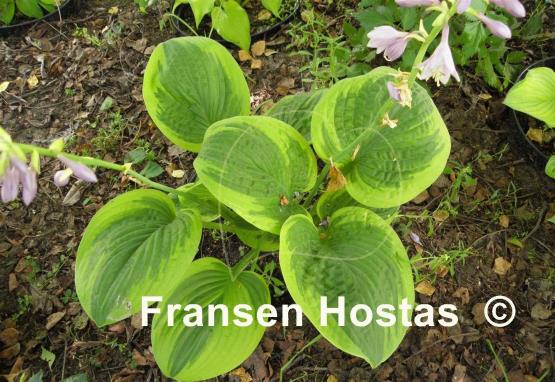 Hosta Unforgettable