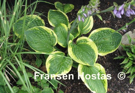 Hosta Unforgettable