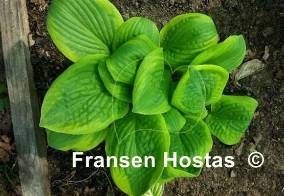 Hosta Unforgettable