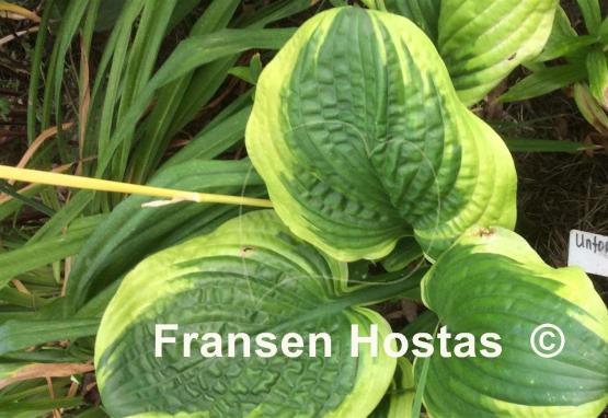 Hosta Unforgettable