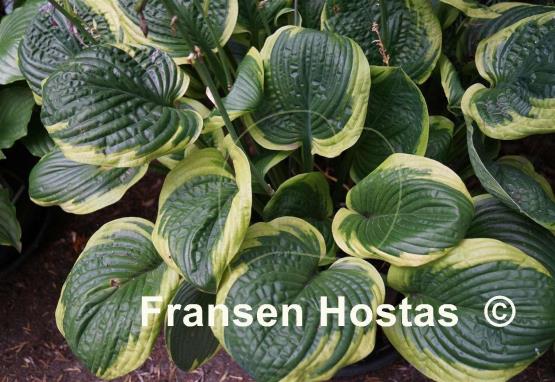 Hosta Unforgettable
