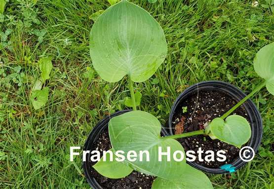 Hosta Uniquely Inconceivable