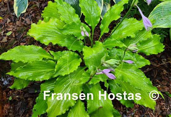 Hosta Unruly Child