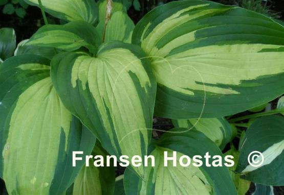 Hosta Upper Crust