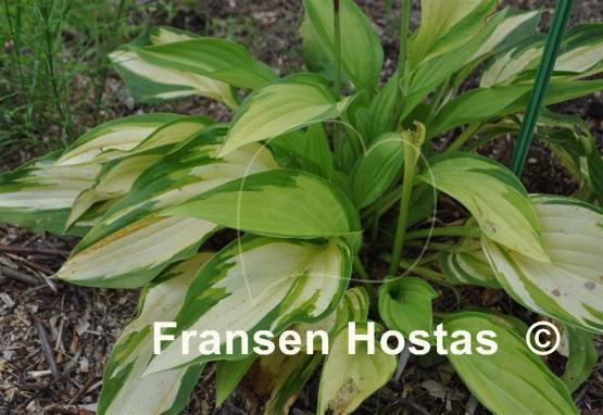 Hosta Upper Crust