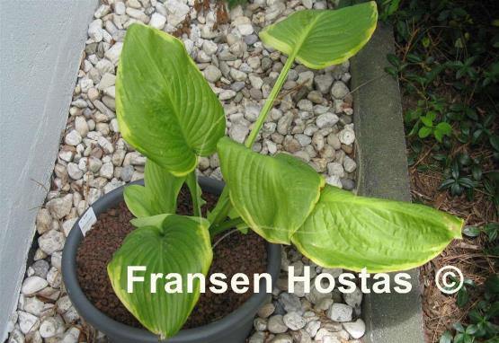 Hosta Uprising