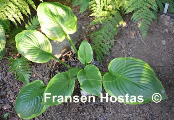 Hosta Uprising
