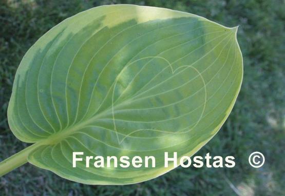 Hosta Uprising