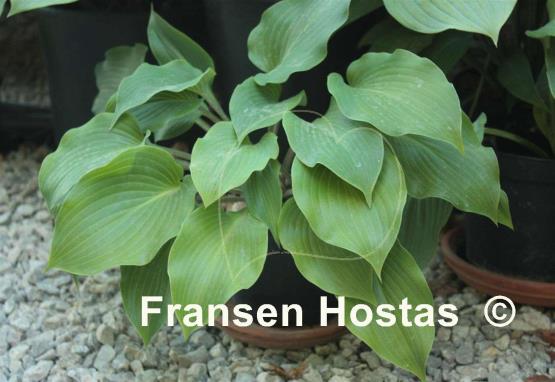 Hosta Urajiro Hachijo
