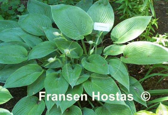 Hosta Ultramarine
