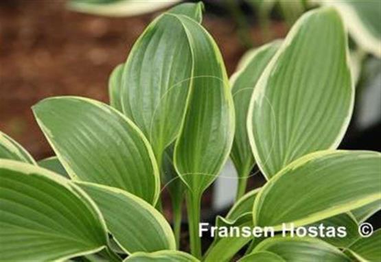 Hosta Unexpected Pleasure