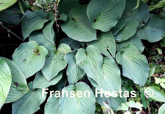 Hosta Valentine Lace
