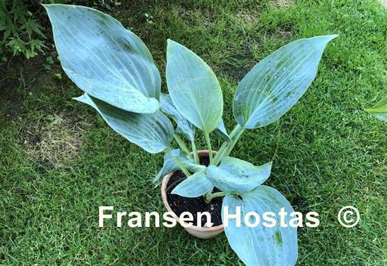 Hosta Valley's Blue Curacao