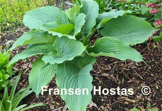 Hosta Valley's Blue Flush