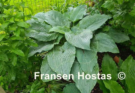 Hosta Valley's Blue Flush