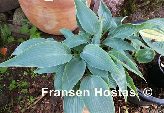 Hosta Valley's Blue Print