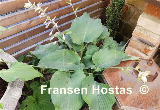 Hosta Valley's Blue Warrior