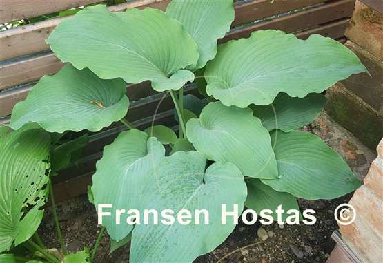 Hosta Valley's Blue Warrior