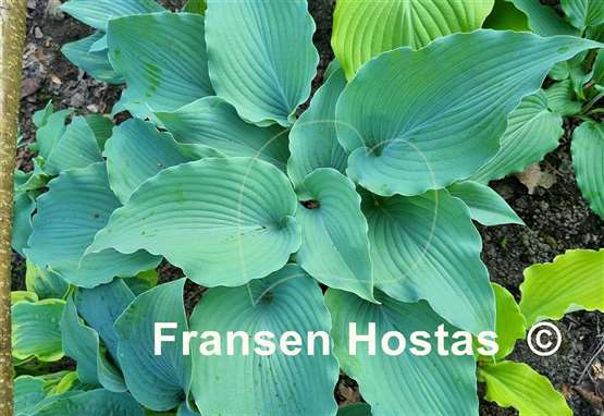 Hosta Valley's Blue Warrior