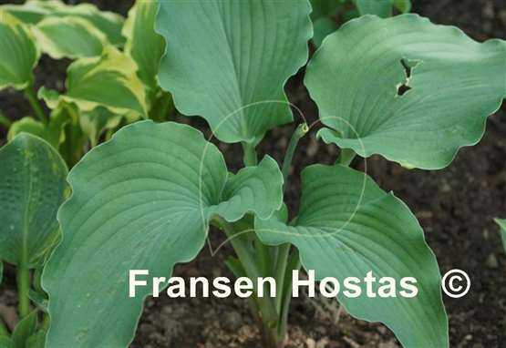 Hosta Valley's Blue Warrior