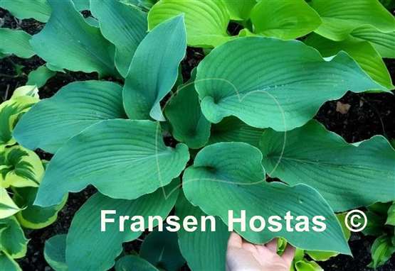 Hosta Valley's Blue Warrior