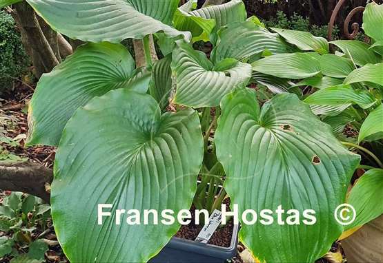 Hosta Valley's Blue Warrior