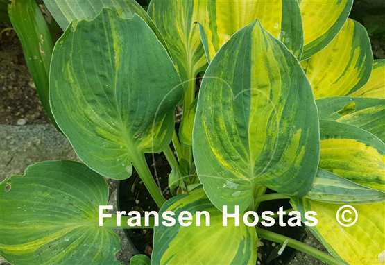 Hosta Valley's Blues Talk