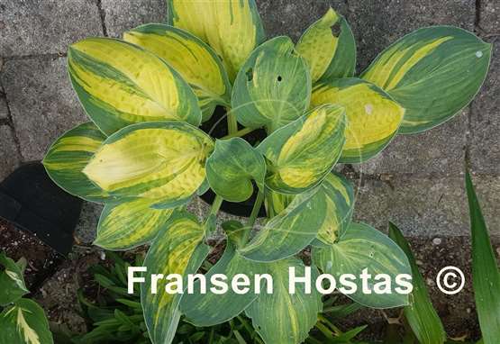 Hosta Valley's Blues Talk