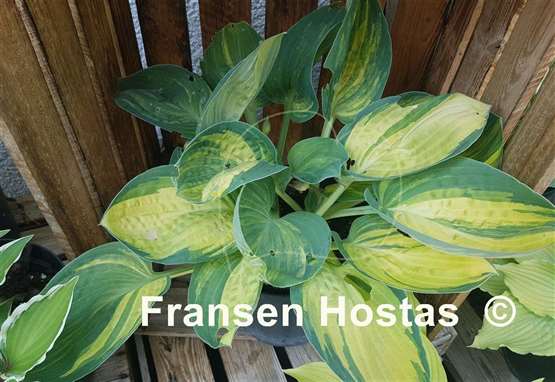Hosta Valley's Blues Talk