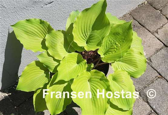 Hosta Valley's Bootey