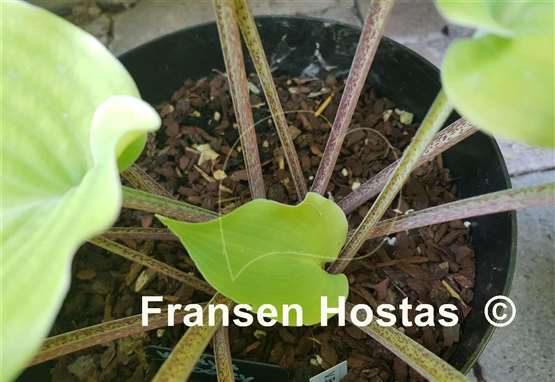 Hosta Valley's Bootey