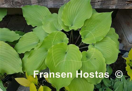 Hosta Valley's Bootey