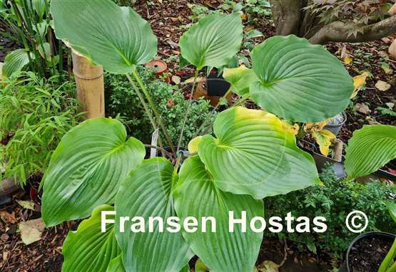 Hosta Valley's Bootey