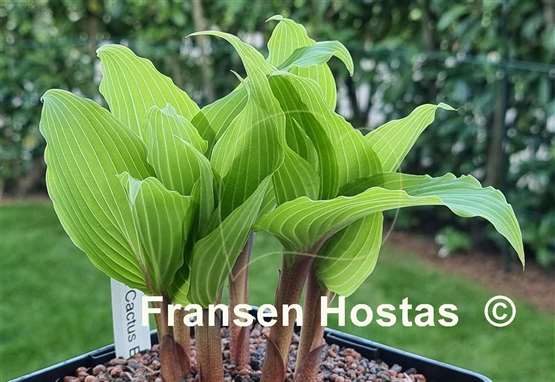 Hosta Valley's Cactus Bowl
