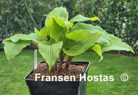 Hosta Valley's Cactus Bowl