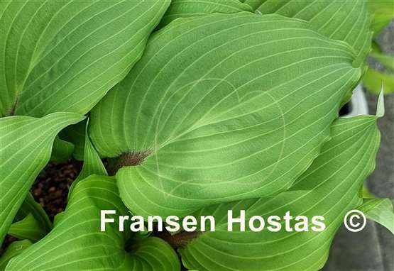 Hosta Valley's Cactus Bowl