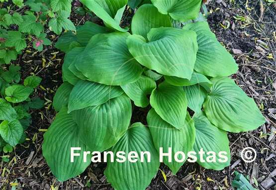 Hosta Valley's Cathedral