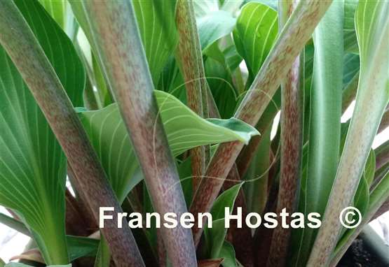 Hosta Valley's Cathedral