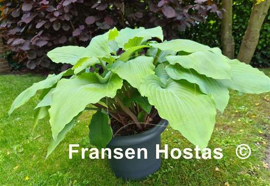 Hosta Valley's Cathedral