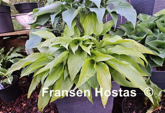 Hosta Valley's Chute-the-Chute