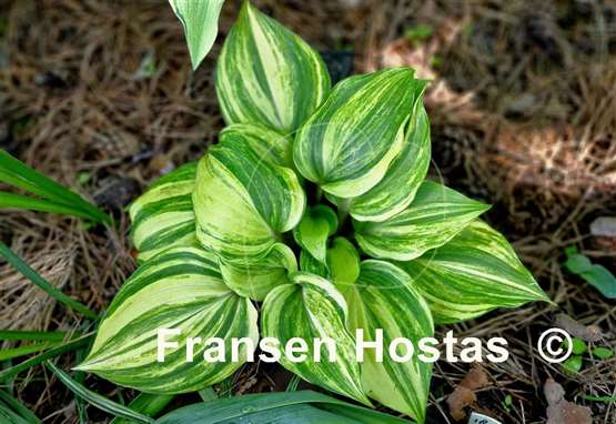 Hosta Valley's Crazy Diamonds