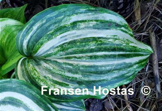 Hosta Valley's Crazy Diamonds