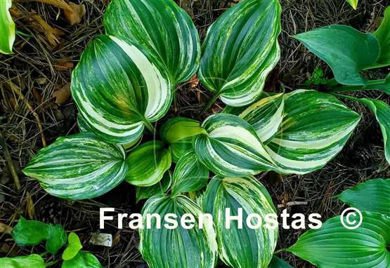 Hosta Valley's Crazy Diamonds