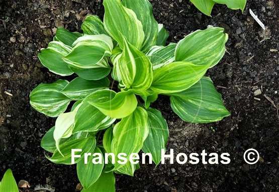Hosta Valley's Crazy Diamonds