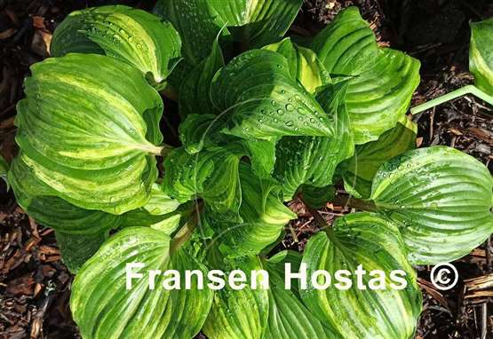 Hosta Valley's Crazy Diamonds