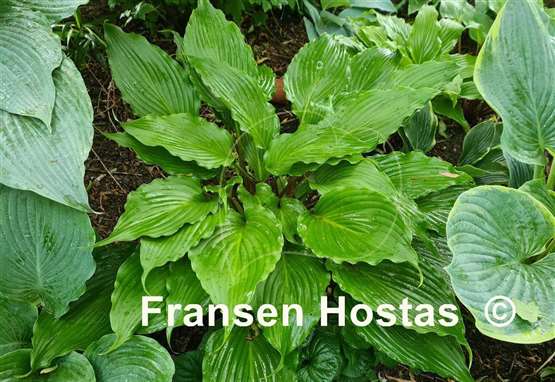 Hosta Valley's Double