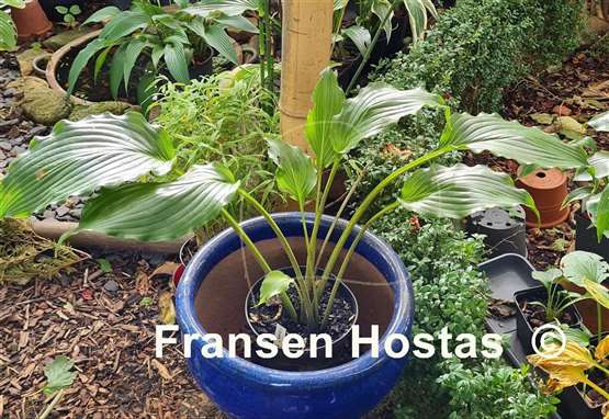 Hosta Valley's Double