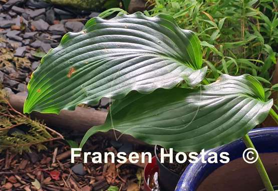 Hosta Valley's Double