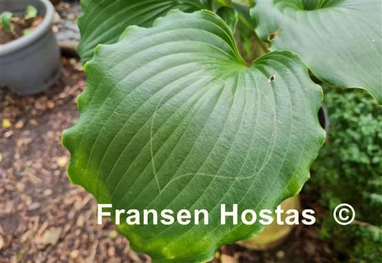 Hosta Valley's Favorite Muse